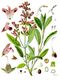Bild zu Salvia officinalis - echter Salbei