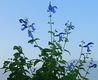 Bild zu Salvia patens - Enziansalbei