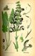 Bild zu Salvia pratensis - Wiesensalbei