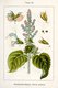 Bild zu Salvia sclarea - Muskatellersalbei