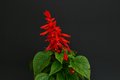 Bild zu Salvia splendens - Feuersalbei