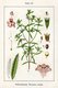 Bild zu Satureja hortensis - Gartenbohnenkraut