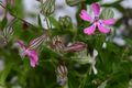 Bild zu Silene pendula - Hängendes Leimkraut