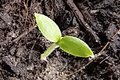 Keimling zu Solanum aethiopicum - äthiopische Aubergine