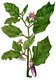 Bild zu Solanum melongena - Aubergine