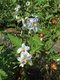 Bild zu Solanum sisymbriifolium - Litschi-Tomate