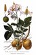 Bild zu Solanum tuberosum - Kartoffel