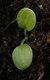 Keimling zu Stachys macrantha - grossblütiger Ziest
