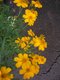 Bild zu Tagetes lucida - Estragon-Tagetes