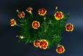 Bild zu Tagetes - Tagetes