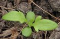 Keimling zu Tanacetum parthenium L. Schultz-Bip - Mutterkraut