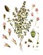 Bild zu Thymus vulgaris - Gartenthymian