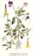 Bild zu Viola arvensis - Acker-Stiefmütterchen