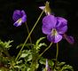 Bild zu Viola cornuta - Hornveilchen