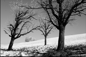 Winterliche Bäume und schneebedecktes Wäldchen nahe Mittelhäusern (Schweiz)